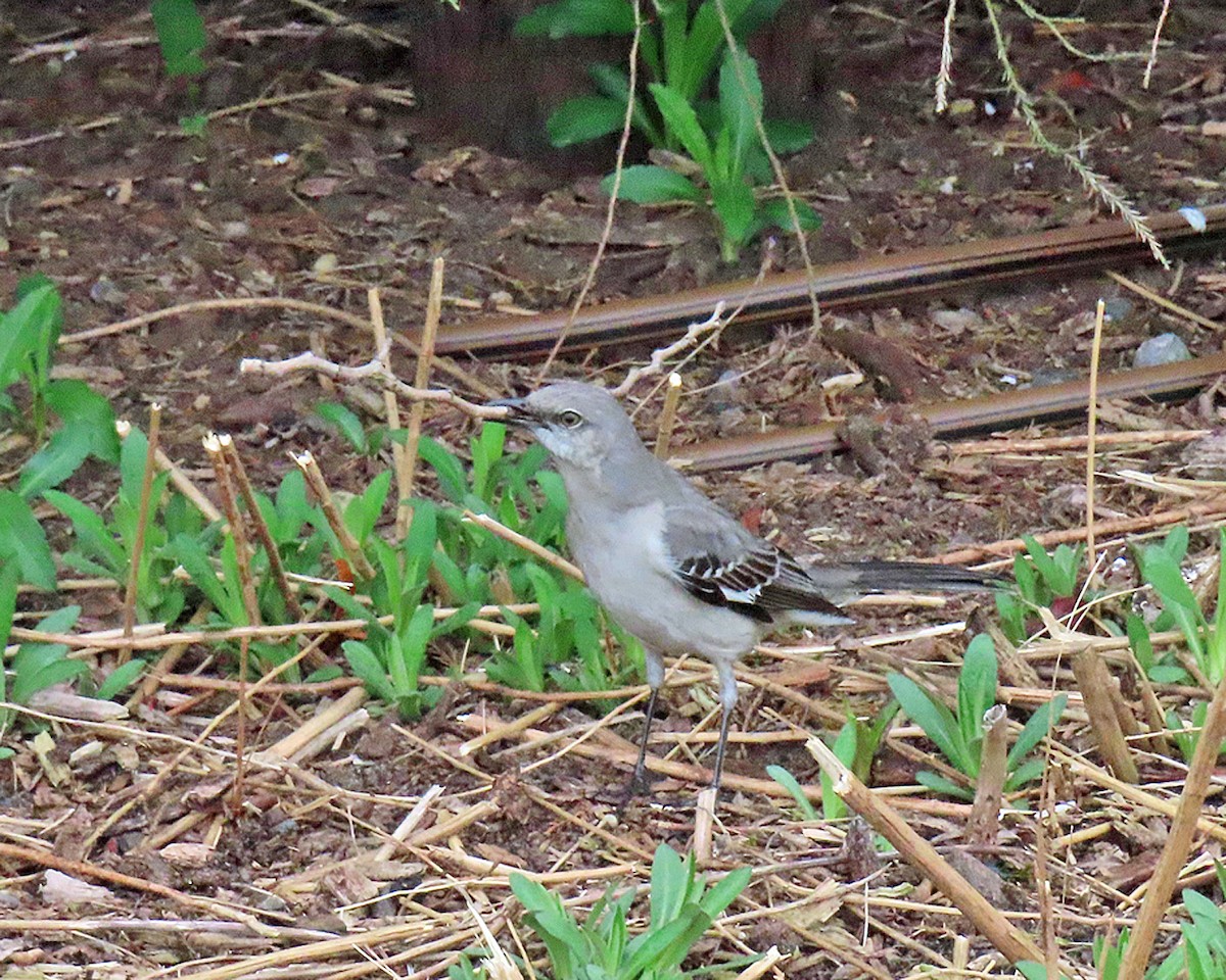 Northern Mockingbird - ML617239275