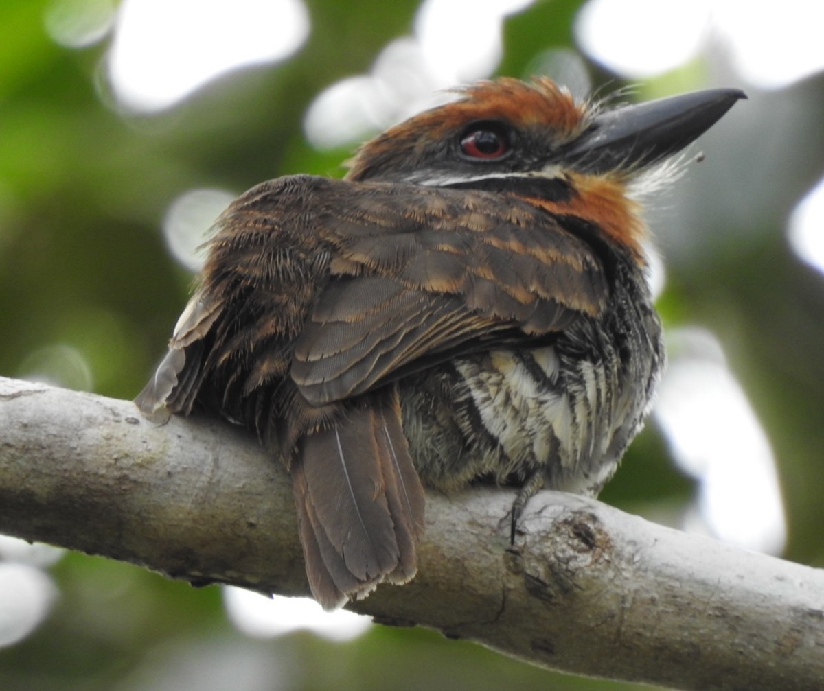 Spotted Puffbird - David McConnell
