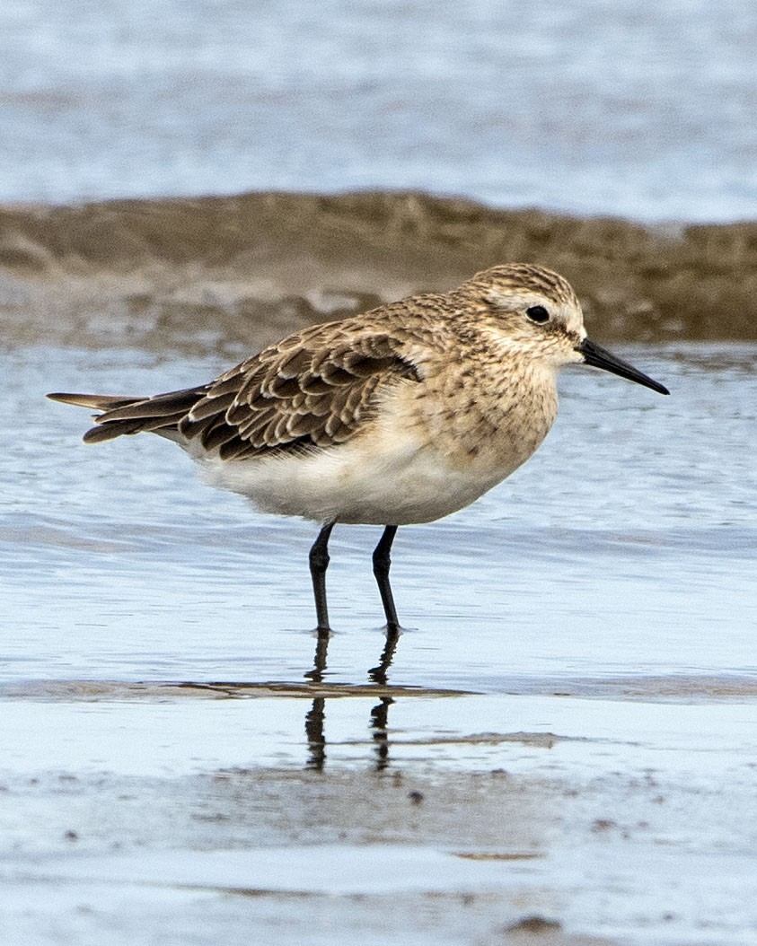 Baird's Sandpiper - ML617239311