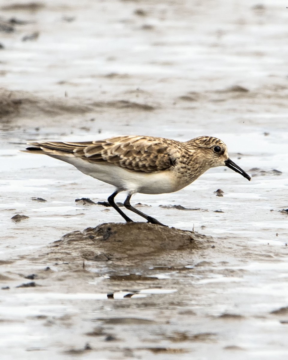 Baird's Sandpiper - ML617239312