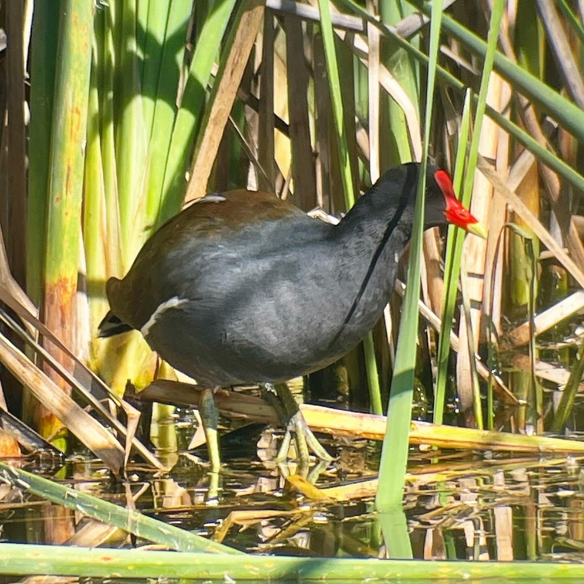 Common Gallinule - Dave Votta