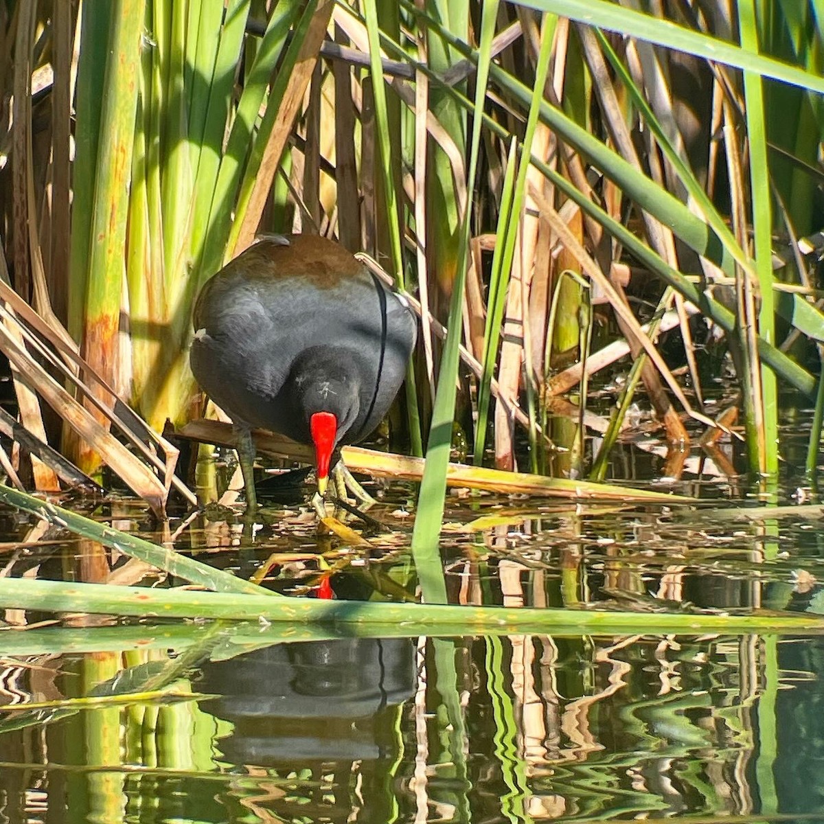 Common Gallinule - ML617239316