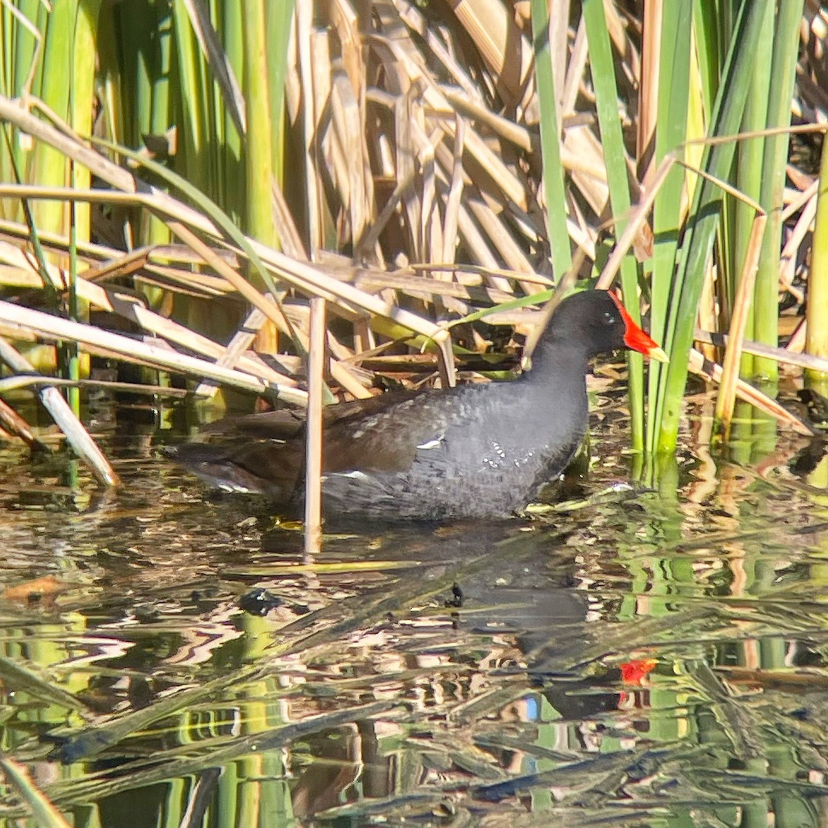 Common Gallinule - ML617239317