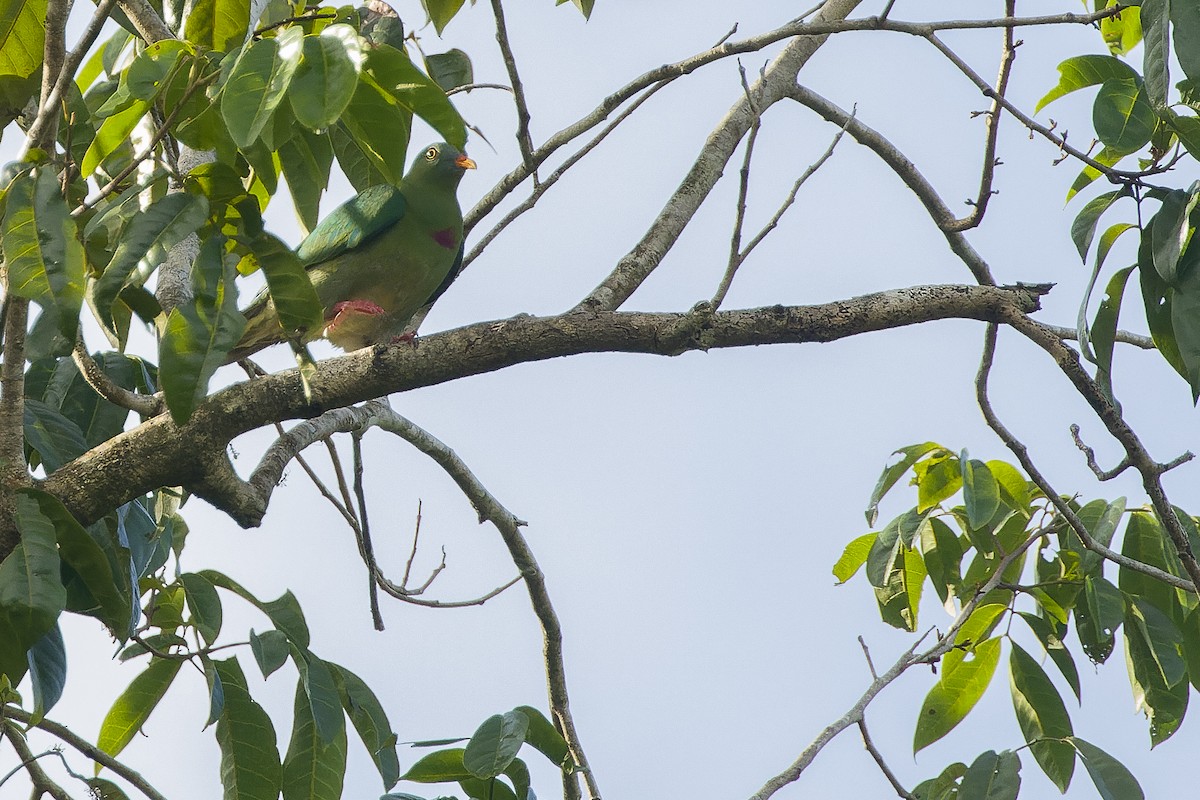 Claret-breasted Fruit-Dove - Joachim Bertrands