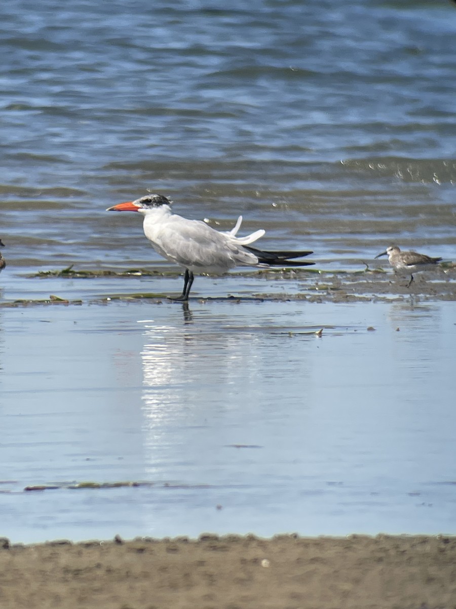 Caspian Tern - ML617239428