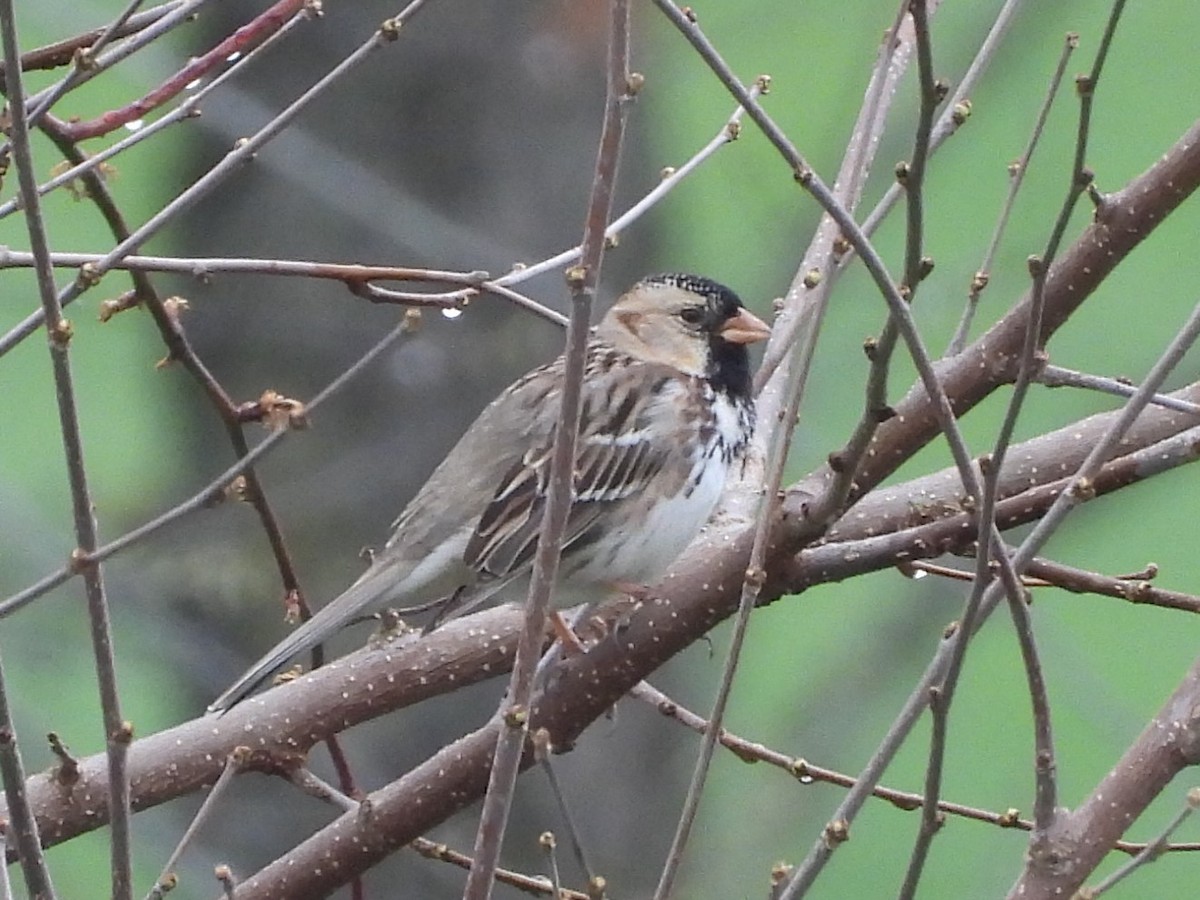 Harris's Sparrow - ML617239433