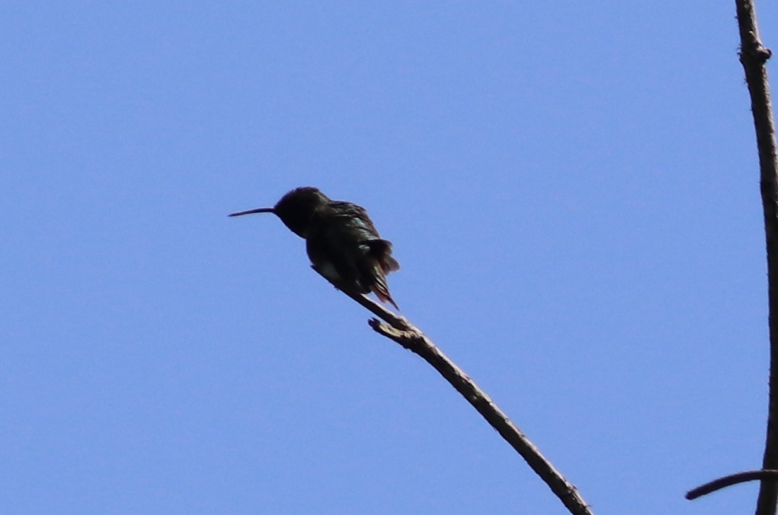 Colibrí Gorjirrubí - ML617239499