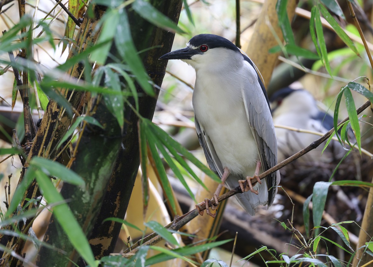 Black-crowned Night Heron - ML617239505