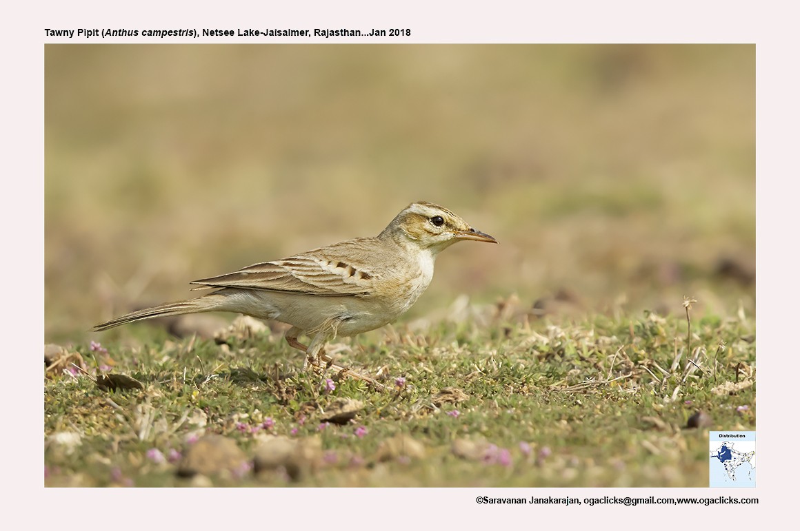 Tawny Pipit - ML617239551