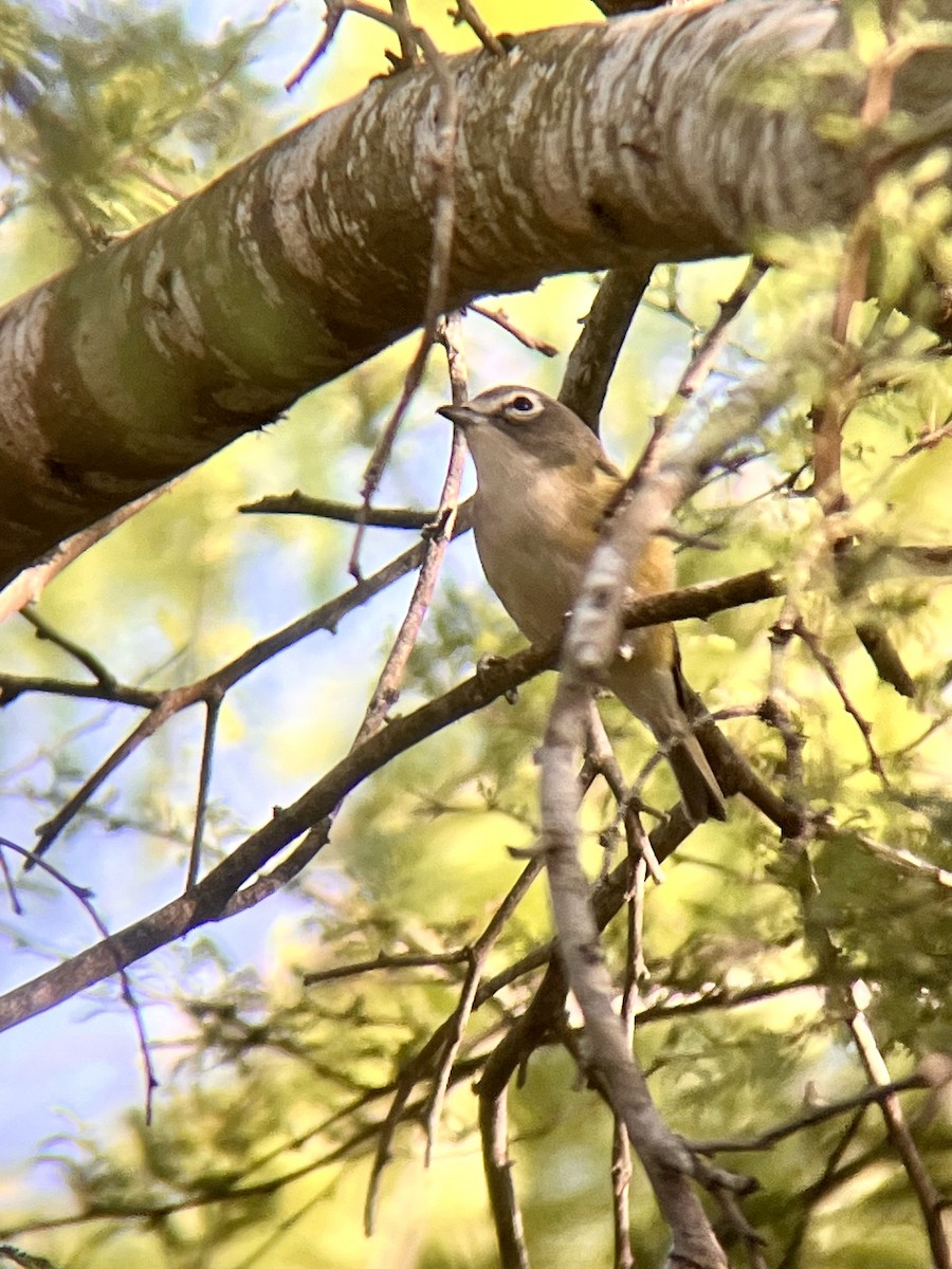 Blue-headed Vireo - ML617239565