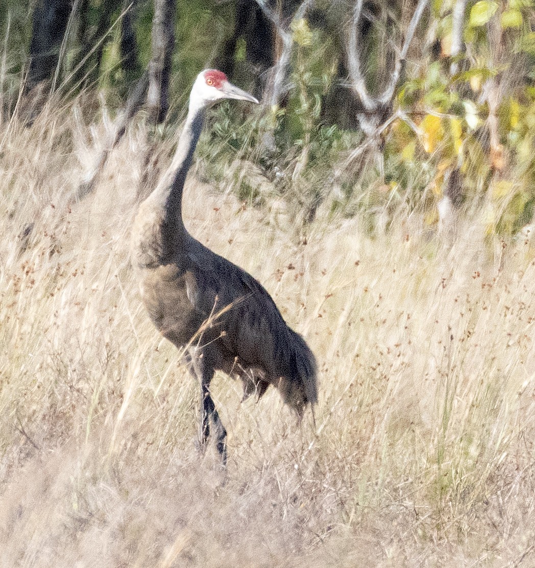 Sandhill Crane - ML617239629