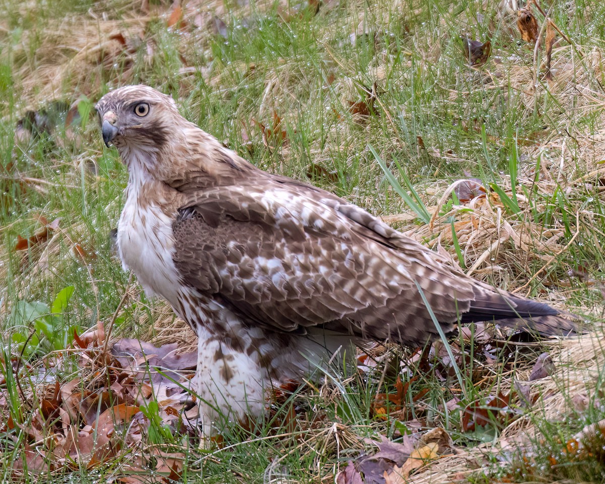 Red-tailed Hawk - Kelly White