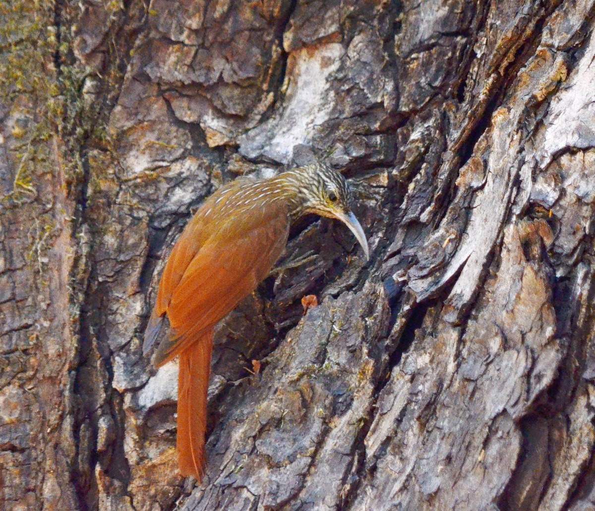 Streak-headed Woodcreeper - Jean and Bob Hilscher