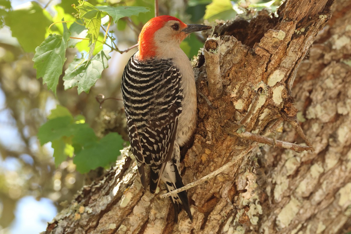 Red-bellied Woodpecker - Jim Anderton