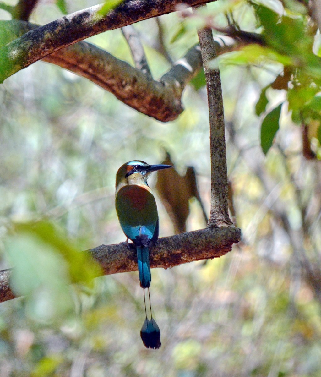 Turquoise-browed Motmot - Jean and Bob Hilscher