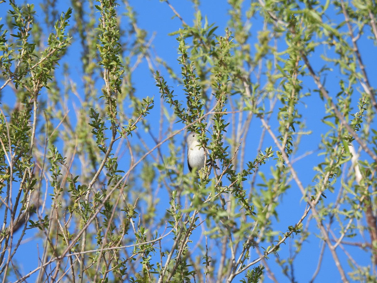 Lucy's Warbler - ML617239750