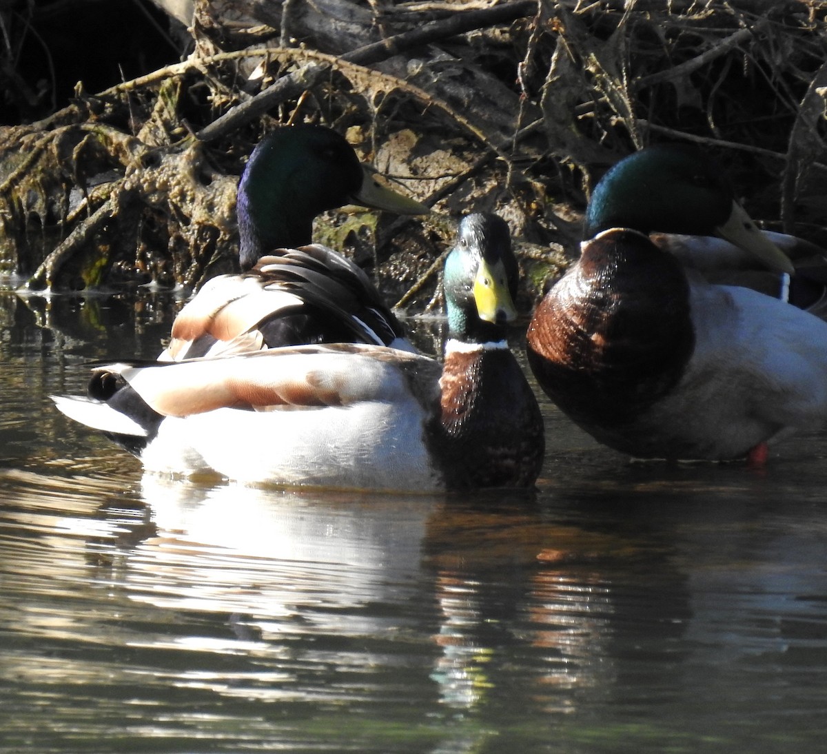 Canard colvert - ML617239751