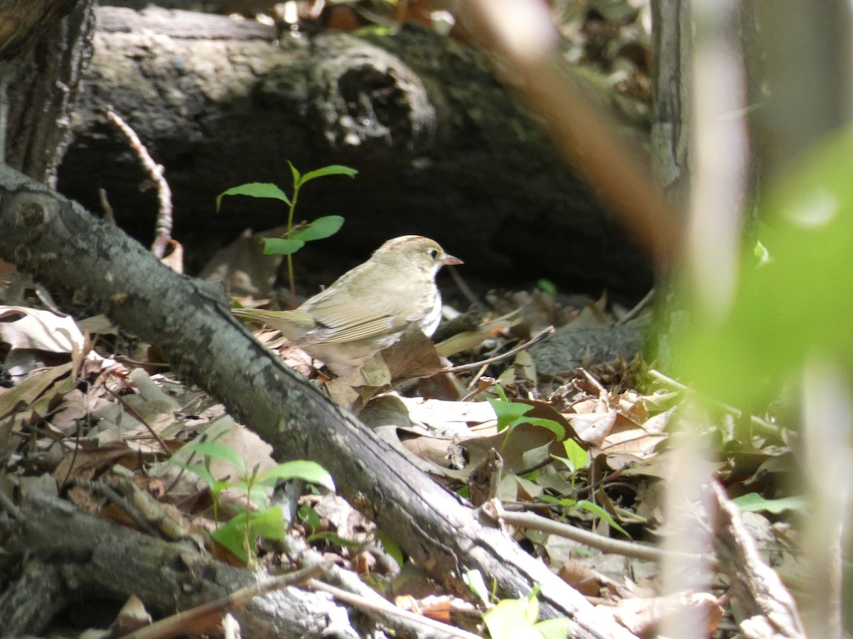 Paruline couronnée - ML617239803