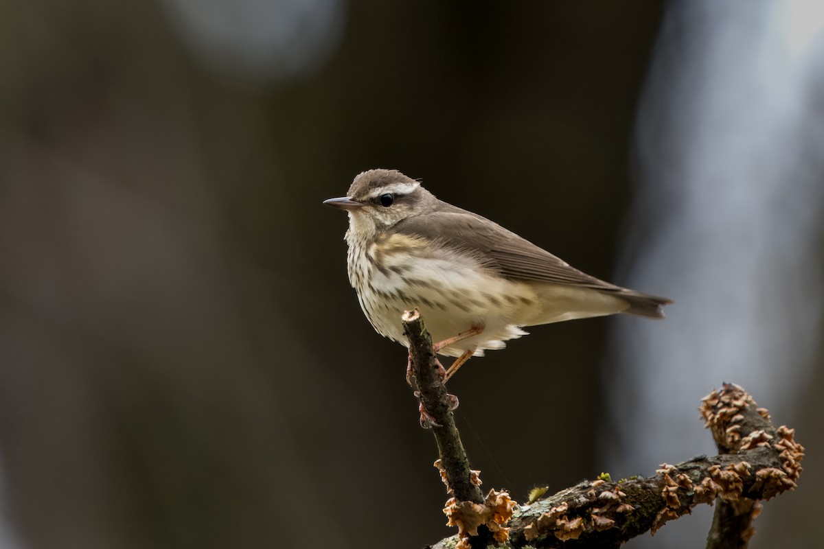 Louisiana Waterthrush - ML617239805