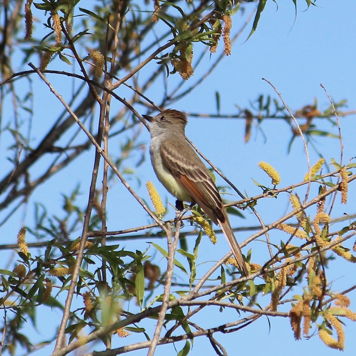 Ash-throated Flycatcher - Anonymous