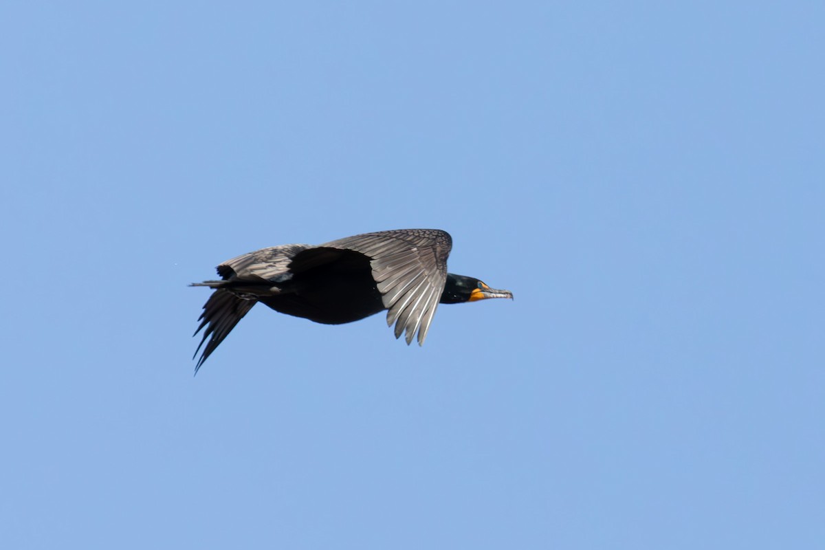 Double-crested Cormorant - ML617239874