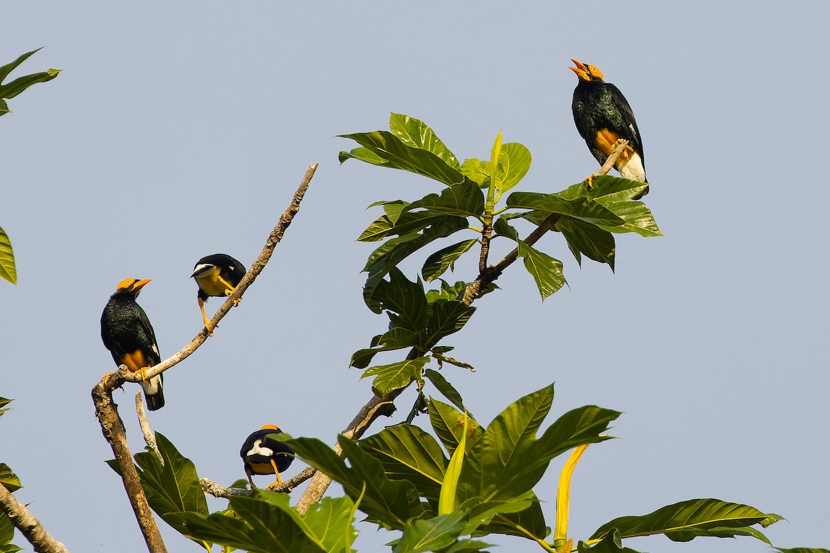 Yellow-faced Myna - ML617239911