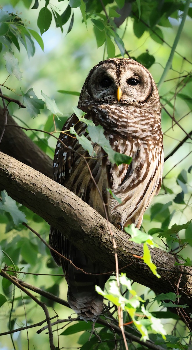 Barred Owl - ML617239913