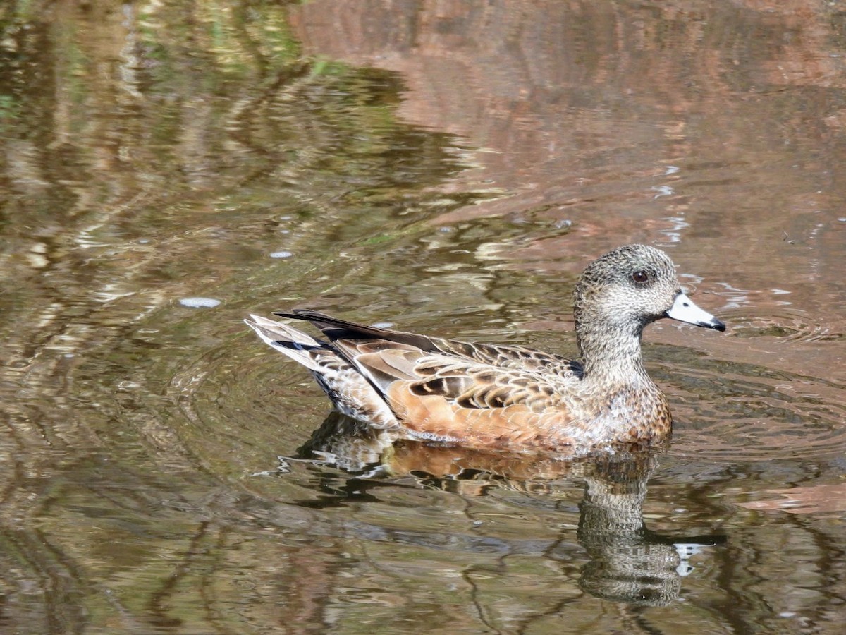 American Wigeon - ML617239915