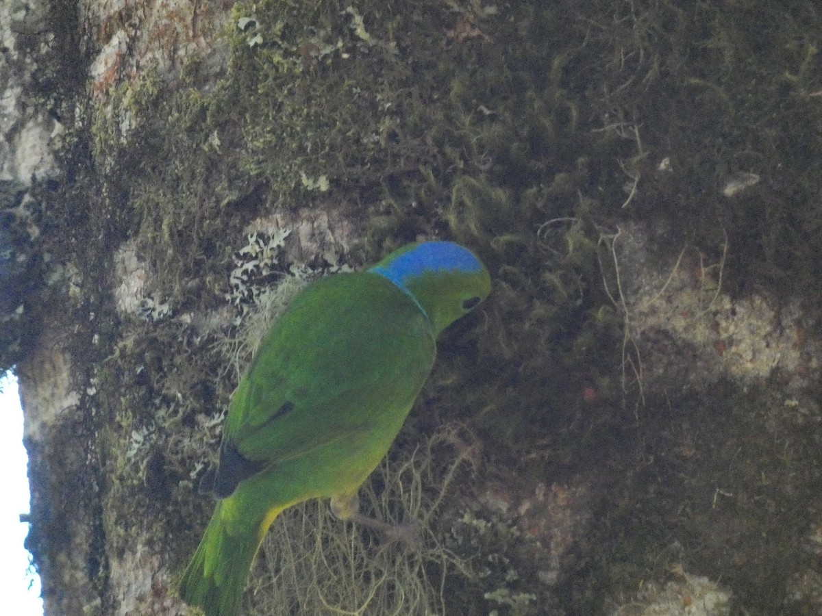 Golden-browed Chlorophonia - ML617239999
