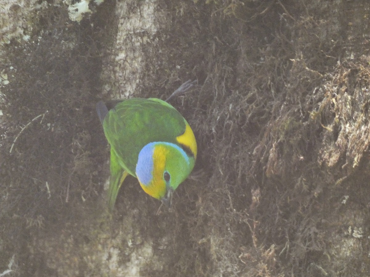 Golden-browed Chlorophonia - ML617240000