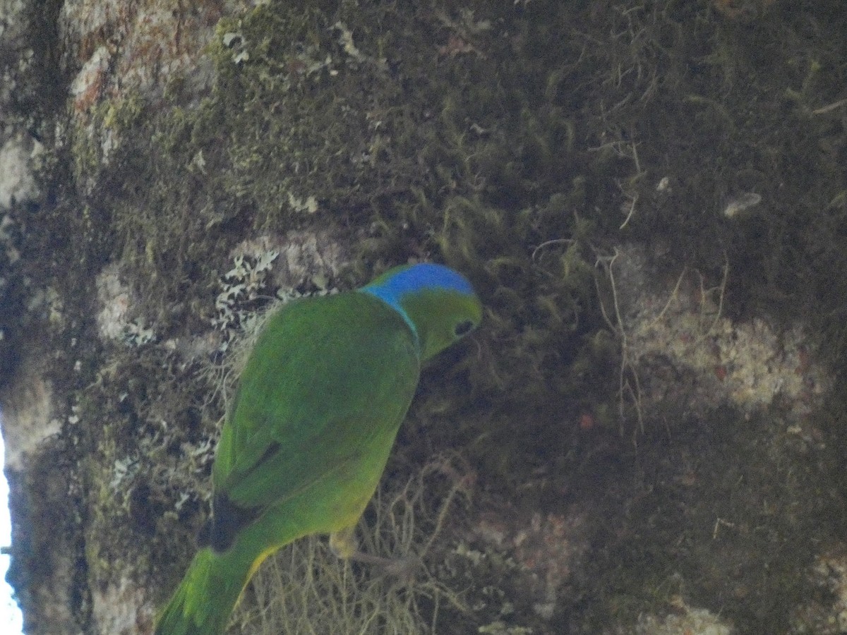 Golden-browed Chlorophonia - ML617240001
