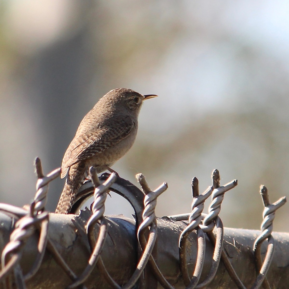 House Wren - Anonymous