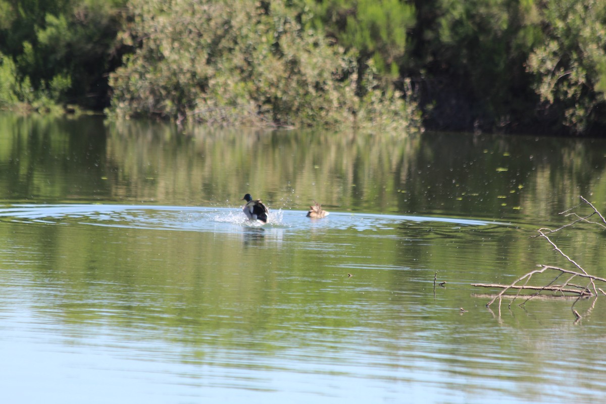 Northern Shoveler - ML617240007