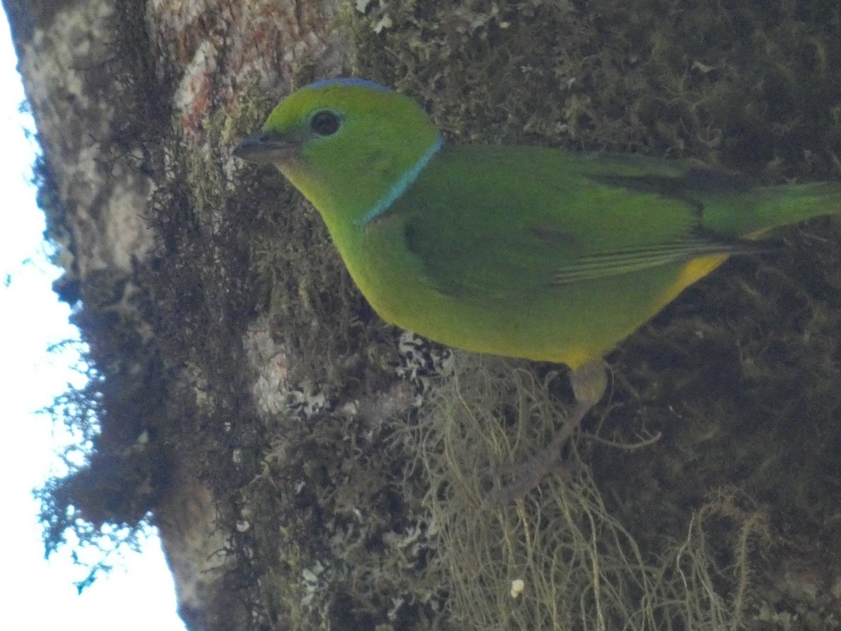Golden-browed Chlorophonia - ML617240016