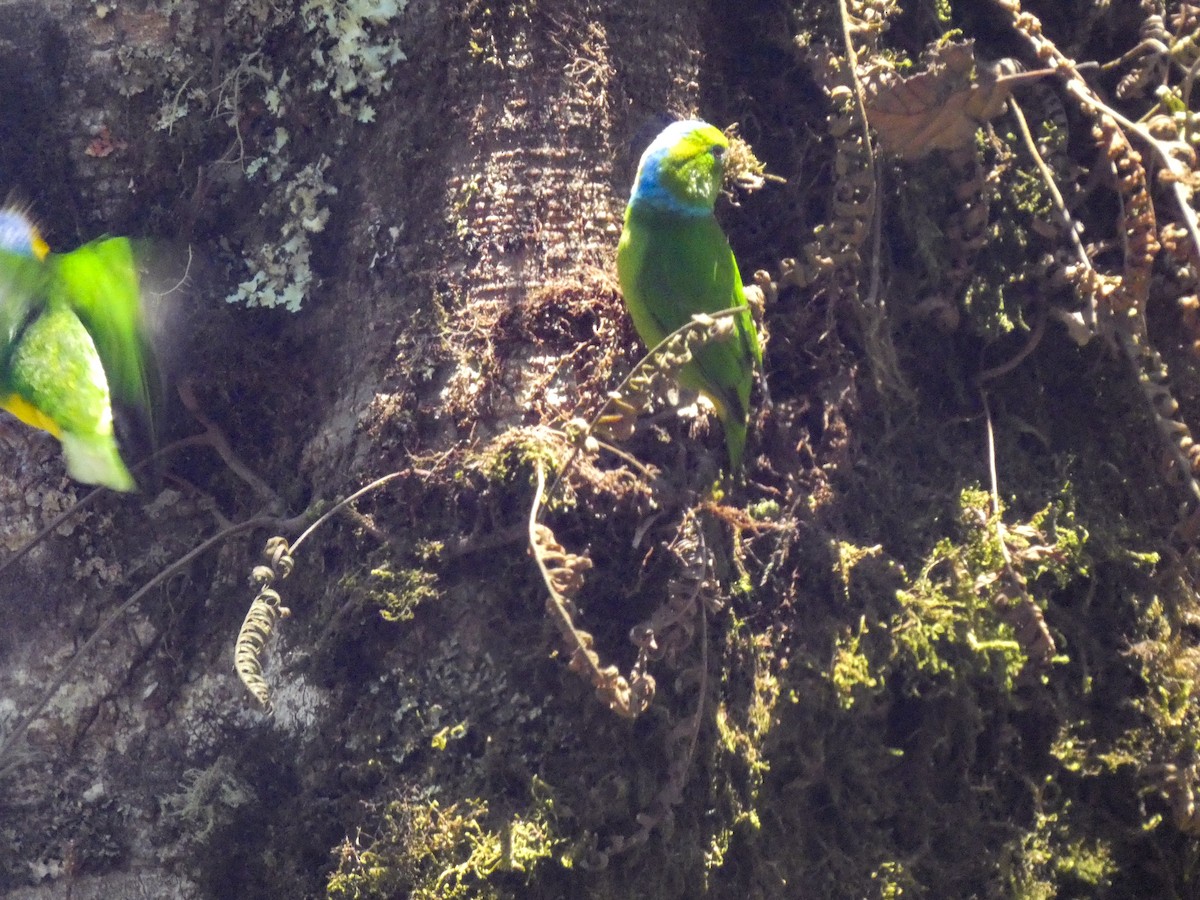 Golden-browed Chlorophonia - ML617240017