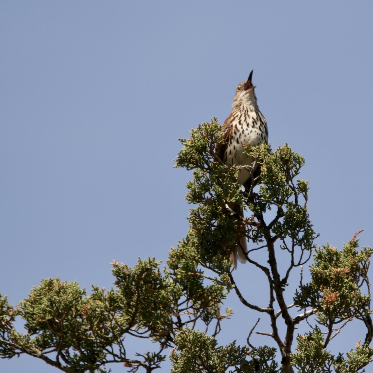 Brown Thrasher - ML617240042