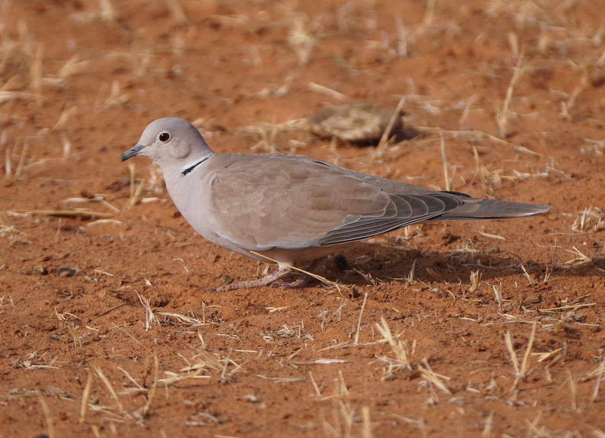 African Collared-Dove - ML617240048