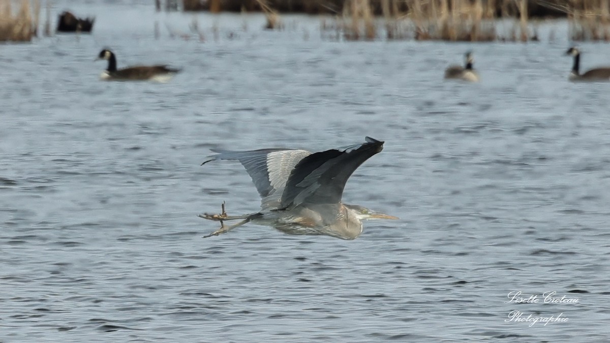 Great Blue Heron - ML617240053