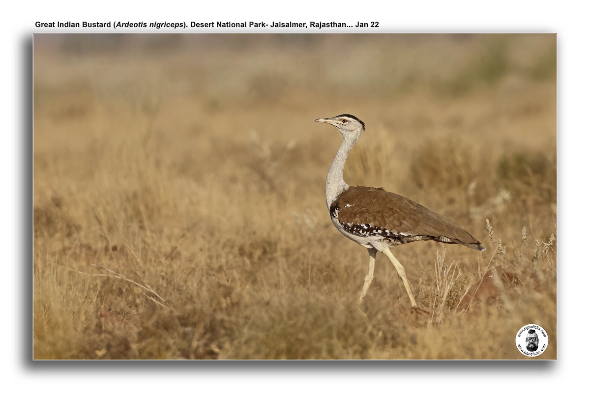 Great Indian Bustard - ML617240095