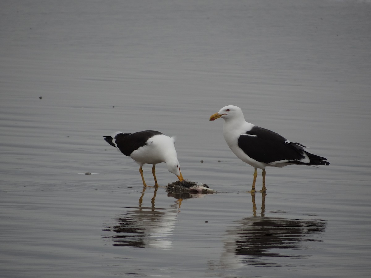 Kelp Gull - ML617240125