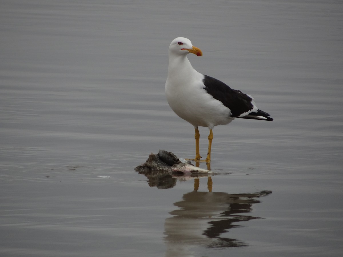 Kelp Gull - ML617240126