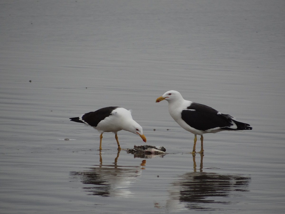 Kelp Gull - Francisco Sornoza