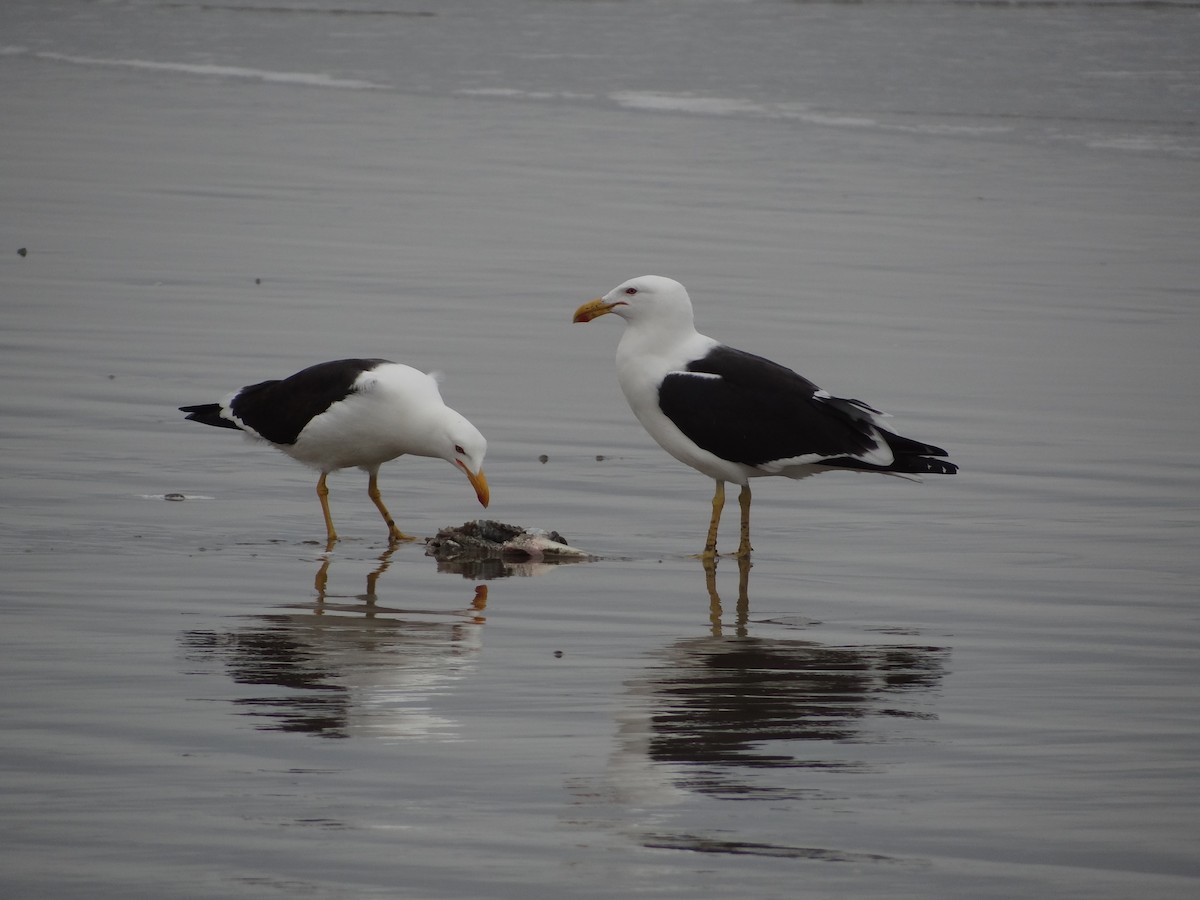 Kelp Gull - ML617240129