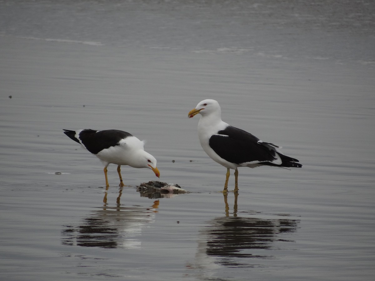 Kelp Gull - ML617240130