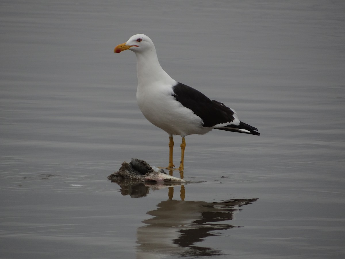 Kelp Gull - ML617240132