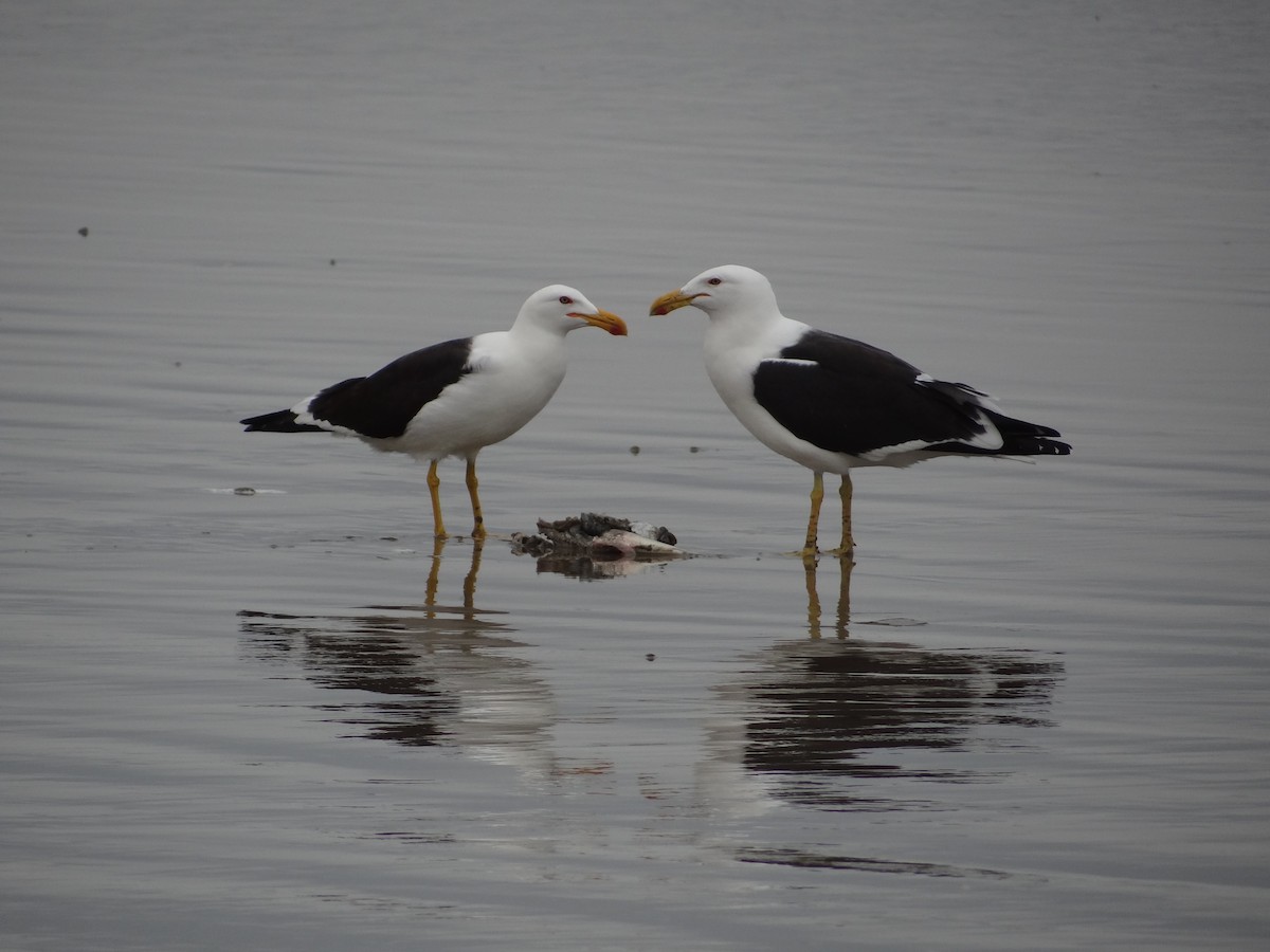 Kelp Gull - ML617240133