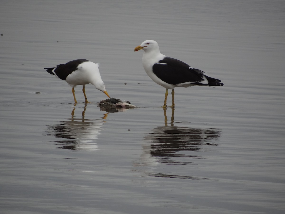 Kelp Gull - ML617240134