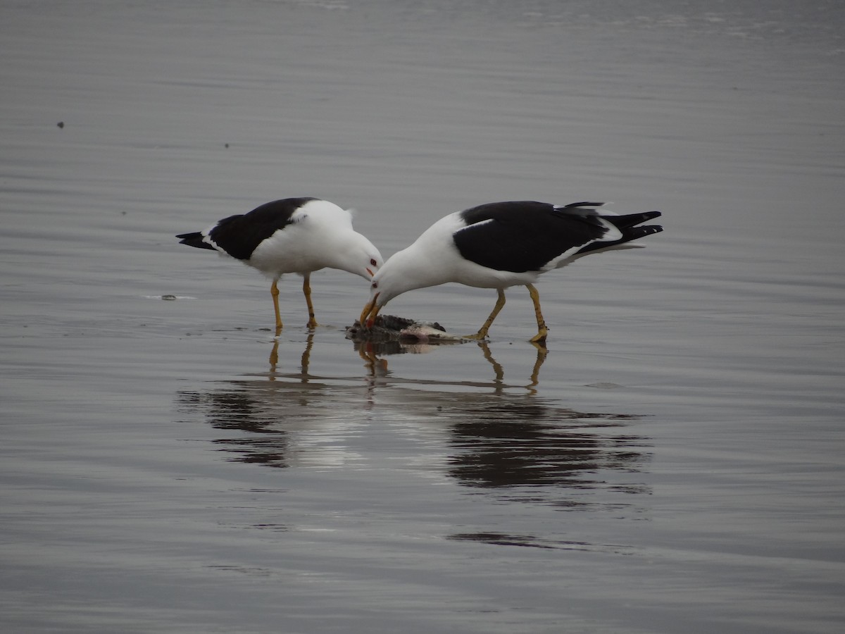 Kelp Gull - ML617240136