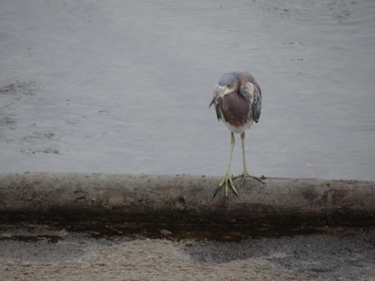 Tricolored Heron - ML617240149