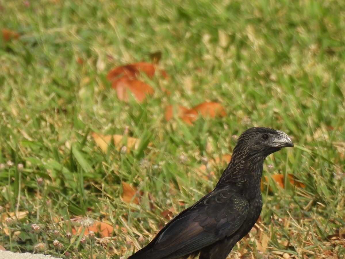 Groove-billed Ani - ML617240173